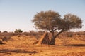 Termite mound under tree Royalty Free Stock Photo