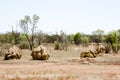 Termite Mounds - Australia Royalty Free Stock Photo