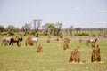 Termite Mounds - Australia Royalty Free Stock Photo