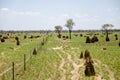 Termite Mounds - Australia Royalty Free Stock Photo