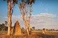Termite mounds at dawn. Northern Territory, Australia Royalty Free Stock Photo