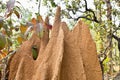 termite mounds Royalty Free Stock Photo