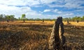 Termite Mounds