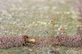 Termite is moving out from the tunnel Royalty Free Stock Photo