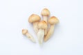 Termite mushroom (Termitomyces globulus Heim et Gooss) on white paper background. Royalty Free Stock Photo