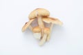 Termite mushroom (Termitomyces globulus Heim et Gooss) on white paper background. Royalty Free Stock Photo