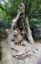 Termite nest Royalty Free Stock Photo
