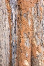 Termite nest on bark Royalty Free Stock Photo