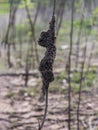 Termite nest covering dry tree in mangrove forest Royalty Free Stock Photo