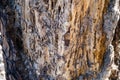 Termite nest Damage on a dead tree. Royalty Free Stock Photo