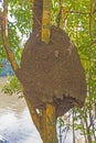 Termite Nest Enveloping a Tree Royalty Free Stock Photo