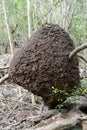 Termite Nest on the forest at Giron Royalty Free Stock Photo