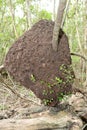 Termite Nest on the forest at Giron Royalty Free Stock Photo