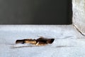 Termite nest hole at wooden wall, nest termite at wood decay window sill architrave, background of nest termite, white ant Royalty Free Stock Photo