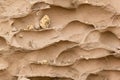 Termite nest made by soil Royalty Free Stock Photo