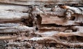 Termite nest at old wood for background, nest termite at wood decay, damaged wooden eaten by termite or white ant