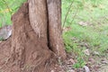 A termite nest perched on a large tree in a tropical forest. Royalty Free Stock Photo