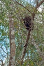 Termite nest, perched on top of a tree Royalty Free Stock Photo