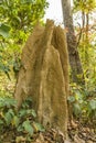 Termite nest in sal forest in Bardia national park, Terai, Nepal Royalty Free Stock Photo