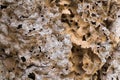 Termite nest texture and background