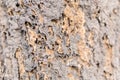 Termite nest on tree bark Royalty Free Stock Photo