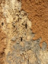Termite nest on tree bark wood Royalty Free Stock Photo