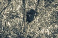 Termite nest on the tree or branch in jungle Mexico Royalty Free Stock Photo