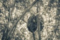 Termite nest on the tree or branch in jungle Mexico Royalty Free Stock Photo