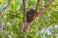 Termite nest on the tree or branch in jungle Mexico Royalty Free Stock Photo