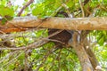 Termite nest on the tree or branch in jungle Mexico Royalty Free Stock Photo