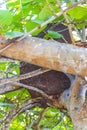 Termite nest on the tree or branch in jungle Mexico Royalty Free Stock Photo