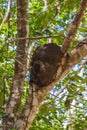 Termite nest on the tree or branch in jungle Mexico Royalty Free Stock Photo