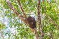 Termite nest on the tree or branch in jungle Mexico Royalty Free Stock Photo