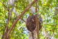 Termite nest on the tree or branch in jungle Mexico Royalty Free Stock Photo