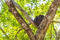 Termite nest on the tree or branch in jungle Mexico Royalty Free Stock Photo