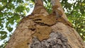 Termite nest on a tree Close up termites eating tree branch, wood eaten by termites or white ants. selective focus Royalty Free Stock Photo