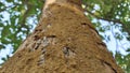 Termite nest on a tree Close up termites eating tree branch, wood eaten by termites or white ants. selective focus Royalty Free Stock Photo