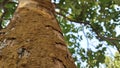 Termite nest on a tree Close up termites eating tree branch, wood eaten by termites or white ants. selective focus Royalty Free Stock Photo