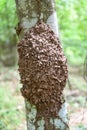 Termite nest on a tree in the nature forest Royalty Free Stock Photo