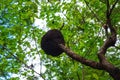 Termite nest on the tree in a tropical forest, natural outdoor background Royalty Free Stock Photo