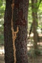 Termite nest