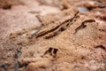 Termite nest Royalty Free Stock Photo