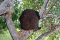 Termite nest on tropical tree Royalty Free Stock Photo