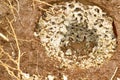 Termite nest underground.