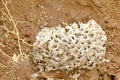 Termite nest underground.