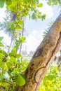 Termite nest way path track on tree in jungle Mexico Royalty Free Stock Photo