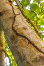 Termite nest way path track on tree in jungle Mexico Royalty Free Stock Photo