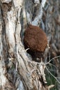 Termite Nest Royalty Free Stock Photo