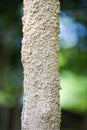 Termite nest, termite wood tree pole on nature Royalty Free Stock Photo