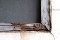 Termite nest at wooden wall, nest termite at wood decay window sill architrave, background of nest termite, white ant, background